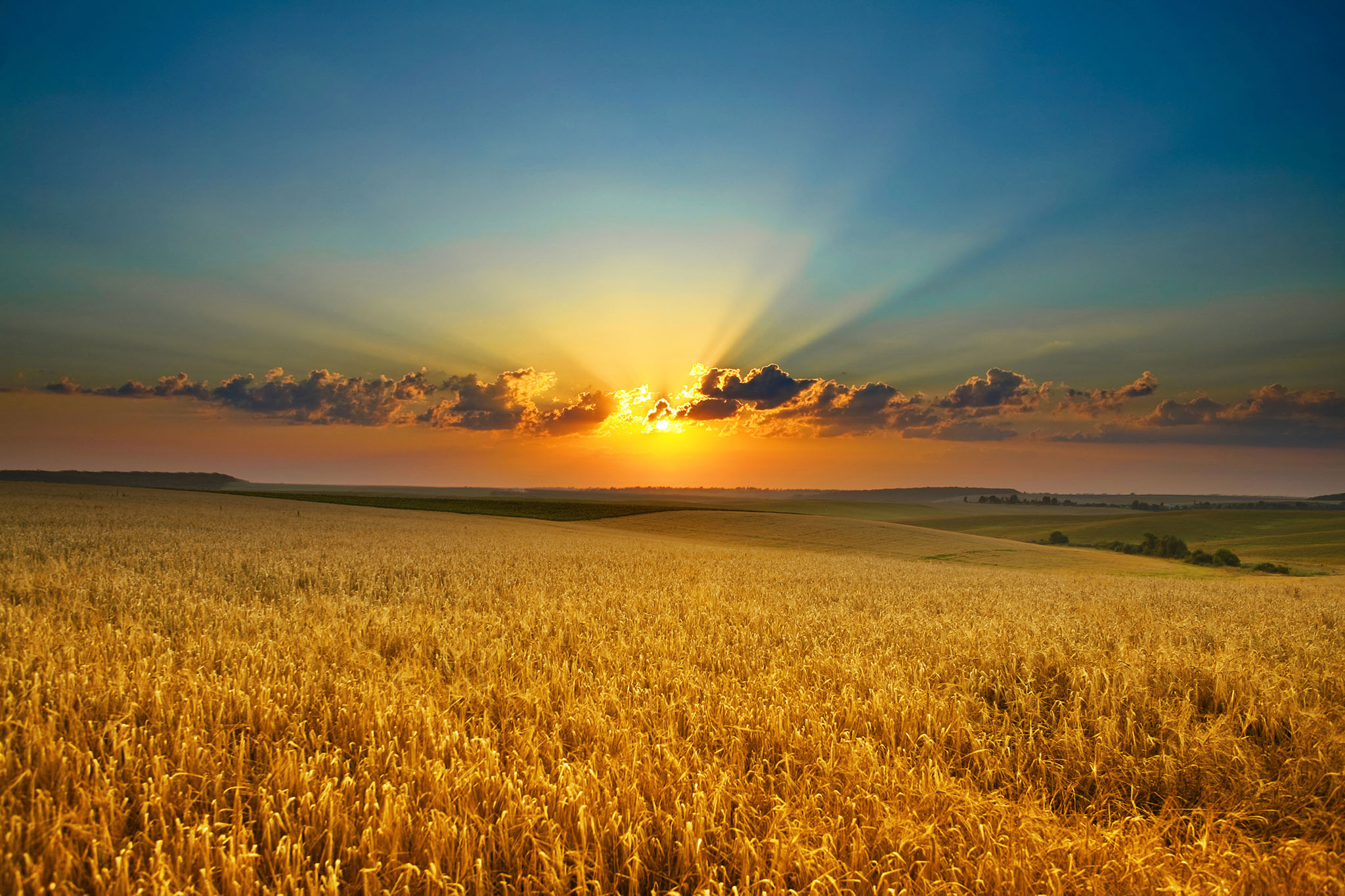 Golden Field