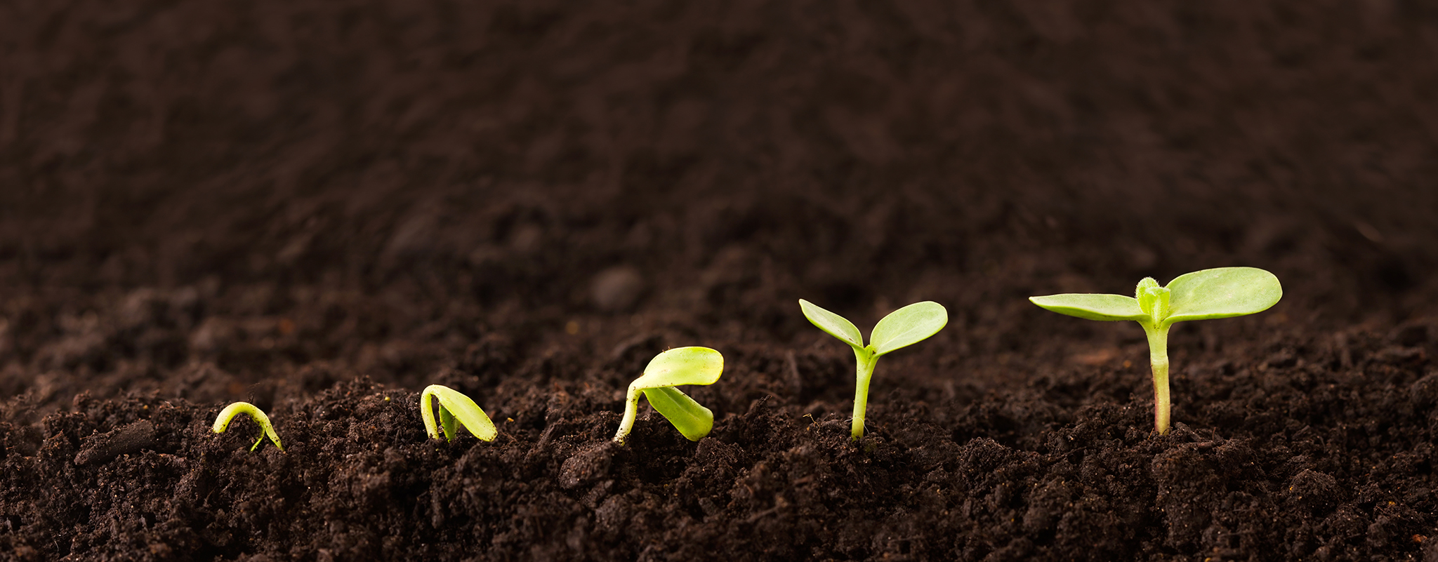 Growing Plant Growing Plant