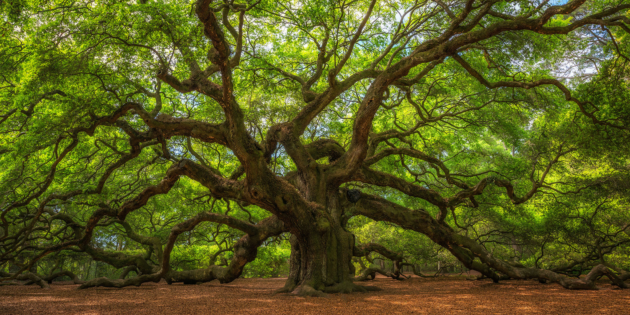 A view of a tree