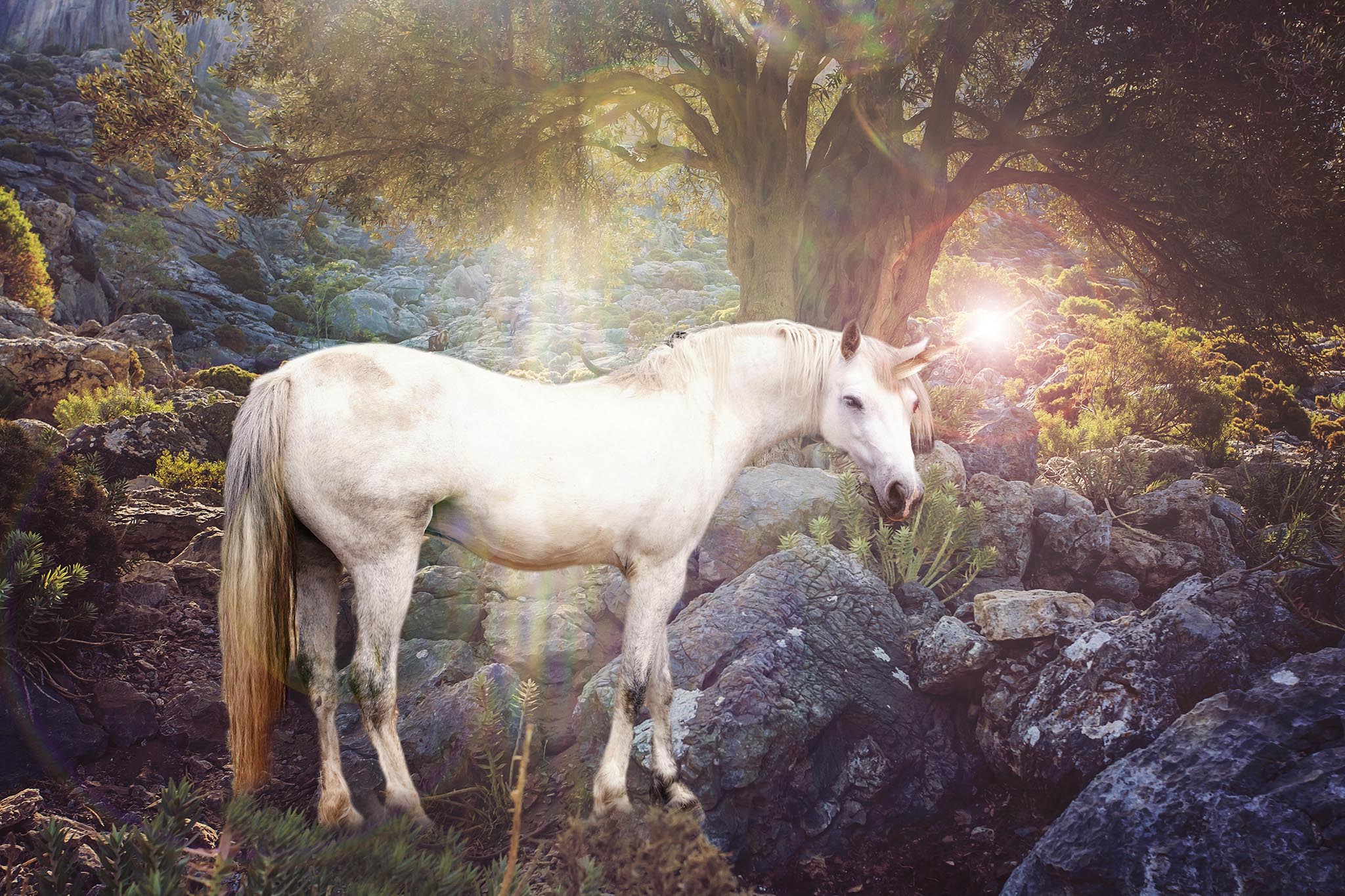 Unicorn