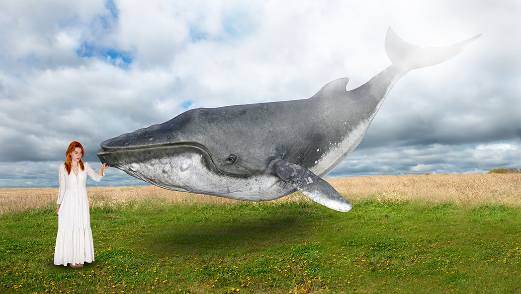 Whale